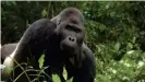  ??  ?? El trabajo ha estudiado una decena de grupos sociales de gorilas de montaña en el Parque Nacional de los Volcanes de Ruanda.