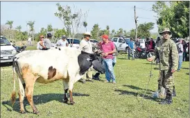  ??  ?? Uno de los vacunos hallados durante el procedimie­nto fiscal-policial realizado ayer en la compañía Carovení Viejo.