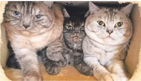  ?? FOTO: TIERHEIM DELLBRÜCK ?? Drei Katzen von 48, die eine Kölnerin gehalten hat und die im Tierheim Köln-Dellbrück ein vorübergeh­endes Zuhause gefunden haben.