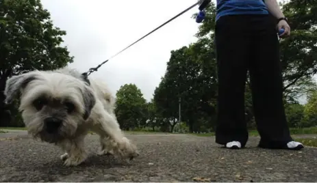  ?? COLIN MCCONNELL/TORONTO STAR FILE PHOTO ?? Begin teaching dogs proper walking techniques in a quiet location free from distractio­ns.