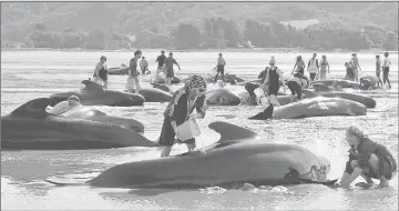  ??  ?? Volunteers try to assist some more stranded pilot whales that came to shore in the afternoon after one of the country’s largest recorded mass whale strandings, in Golden Bay, at the top of New Zealand’s South Island. — Reuters photo