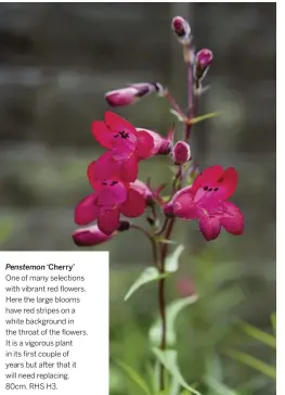  ??  ?? Penstemon ‘Cherry’ One of many selections with vibrant red flowers. Here the large blooms have red stripes on a white background in the throat of the flowers. It is a vigorous plant in its first couple of years but after that it will need replacing. 80cm. RHS H3.