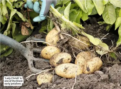  ??  ?? ‘Lady Christl’ is one of the finest early potatoes