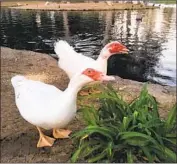  ?? Wetlands and Wildlife Care Center ?? MUSCOVY DUCKS Grace and Mr. Chipper were among those shot at Costa Mesa’s TeWinkle Park.