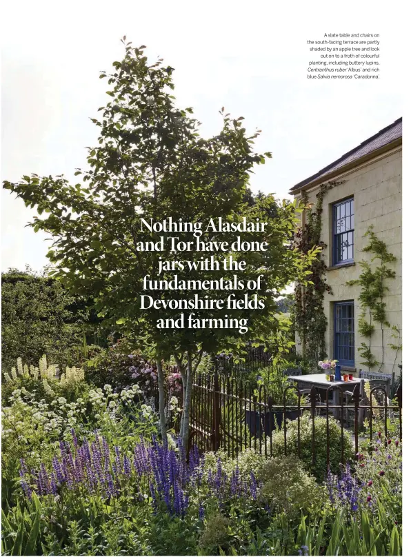  ??  ?? A slate table and chairs on the south-facing terrace are partly shaded by an apple tree and look out on to a froth of colourful planting, including buttery lupins, Centranthu­s ruber ‘Albus’ and rich Salvia nemorosa ‘Caradonna’.