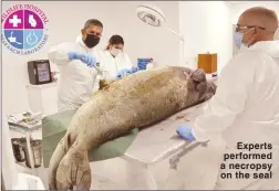  ??  ?? Experts performed a necropsy on the seal