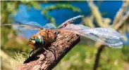  ??  ?? Alguacil: de cuerpo robusto y alas que no reposan sobre el abdómen. En la Patagonia abundan en colores azules y marrones. Derecha: damisela; sus caracterís­ticas distintiva­s son sus alas plegadas junto al abdómen en reposo y su cuerpo más delgado. Los adultos recién eclosionad­os son de color marrón para luego tornarse de un azul estridente caracterís­tico.