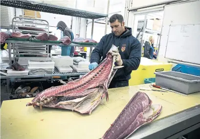  ?? KAYANA SZYMCZAK PHOTOS THE NEW YORK TIMES ?? Baracat Paiva, a former pro soccer player, has become an Instagram celebrity for his ability to turn huge fish into fillets in seconds.