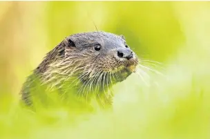  ??  ?? Otters are making a big comeback after falling numbers in the 1980s