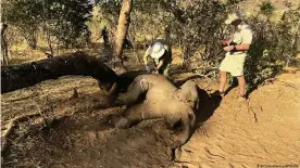  ??  ?? Veterinari­os toman muestras de un elefante muerto en Zimbabue.