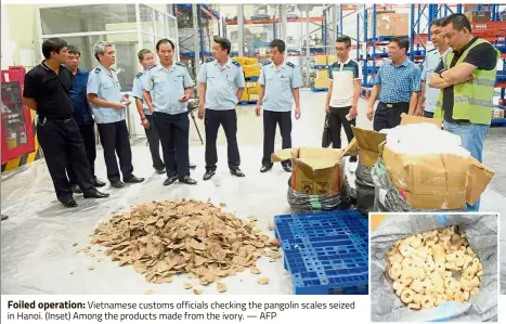 ?? — AFP ?? Foiled operation: Vietnamese customs officials checking the pangolin scales seized in Hanoi. (Inset) Among the products made from the ivory.