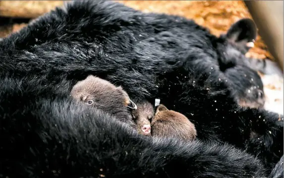  ?? Haley Nelson/Post-Gazette photos ?? Three baby black bears are returned to the warmth of their mother’s fur in their den last week in Cambria County. The state Game Commission tracks female black bears to their dens with radio collars to check their health and tag the ears of their cubs....