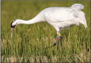  ?? Special to the Democrat-Gazette/DELOS McCAULEY ?? Seen through a long-range camera lens, the whooping crane L417 forages in a rice field near Roe in Monroe County in November. The bird left the area Dec. 15 or 16 and was later seen in a refuge in Alabama.