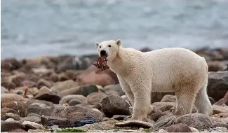  ?? ?? A male polar bear eats a piece of whale meat as it walks along the shore of Hudson Bay near Churchill, Manitoba.