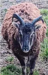  ?? Foto: Josiane Ginter ?? Wildschaf Meemee wird seit Donnerstag­morgen vermisst. Die Besitzerin bittet bei Sichtung des Soay-Schafs um Rückmeldun­g.
