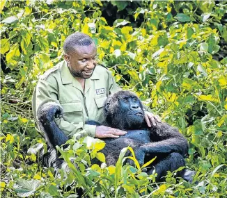  ?? Picture: Marcus Westberg @lifethroug­halensphot­ography ?? CLOSE TO THE HEART At Senkwekwe, the world’s only mountain gorilla sanctuary, in Virunga National Park in the Democratic Republic of Congo, Papa Andre Bauma cuddles 10-yearold Ndakasi. The gorilla was orphaned at two months old, when her mother was...