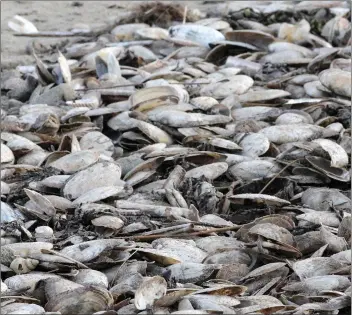  ??  ?? The carpet of shells on Rosslare beach last week.