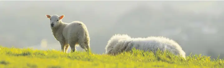  ?? Picture: Tom Martin/wales news service ?? Welsh lamb is among the products that could be protected in Japan as part of a new trade deal.