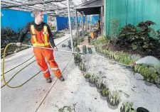  ?? ?? Paul Scholl waters containers of plants at the Gage Park greenhouse.