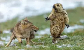  ?? Photograph: Bao Yongqing ?? Marmots have long been beloved mountain inhabitant­s – this Himalayan marmot specimen was photograph­ed in China’s Qilian Mountains, encounteri­ng a fox as it left hibernatio­n. As the climate warms, more foxes are entering alpine marmot habitats.