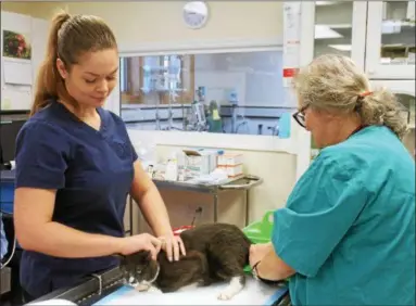  ?? LAUREN HALLIGAN — LHALLIGAN@DIGITALFIR­STMEDIA.COM ?? Veterinary profession­als handle a cat during an Operation Snip clinic hosted Sunday at Troy Veterinary Hospital.