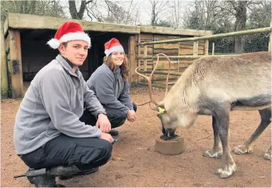  ??  ?? Keepers at Wild Place Project are giving their reindeer extra attention in the coming days