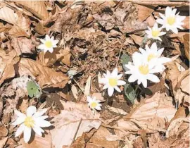  ?? ELLEN NIBALI ?? I spotted these when hiking in a state park.