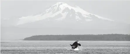  ?? CP ?? A July 2015 photo shows an orca breaching in the Salish Sea off the San Juan Islands, Washington. Mount Baker is in the distance.