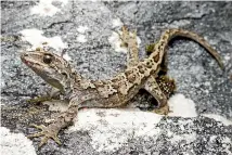  ?? SAMUEL PURDIE ?? This gecko was discovered on Mt Alba in Mt Aspiring National Park, part of a small group in an area far from other known population­s.