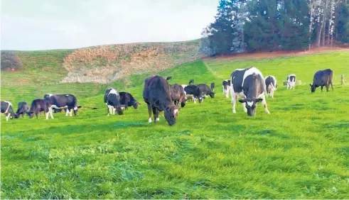  ?? Photo / File ?? Kiwi farmers have a smaller carbon footprint than their overseas competitor­s even when you factor in processing and transport costs.