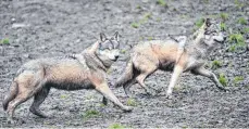  ?? FOTO: WEISSBROD/DPA ?? Wölfe im Tierpark Tripsdrill. Erstmals sind Spuren eines weiblichen Wolfes in Baden-Württember­g nachgewies­en worden.