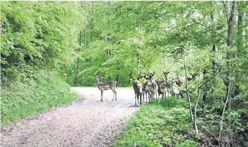  ?? WALTER BENZ ?? Rund 40 Damhirsche liefen im Wald herum – die meisten konnten eingefange­n werden.