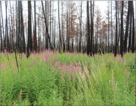  ?? To the Westside Weekly ?? ANGELINA KELLY/Special
UBCO researcher­s say post-fire salvage logging destroys removes important regenerati­ng habitat for a variety of species including the snowshoe hare. Landscape left untouched after a wildfire can create protective cover for red squirrels and the snowshoe hare.