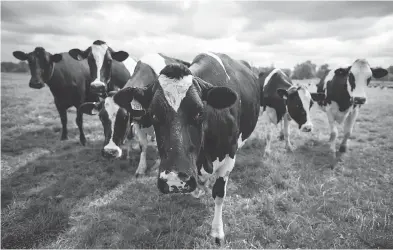  ?? DARRYL DYCK / THE CANADIAN PRESS FILES ?? The feeling among U.S. milk producers was that Canada was taking advantage of higher dairy prices in some products in order to be able to afford selling at lower prices in others, says Cornell professor Andrew Novakovic.