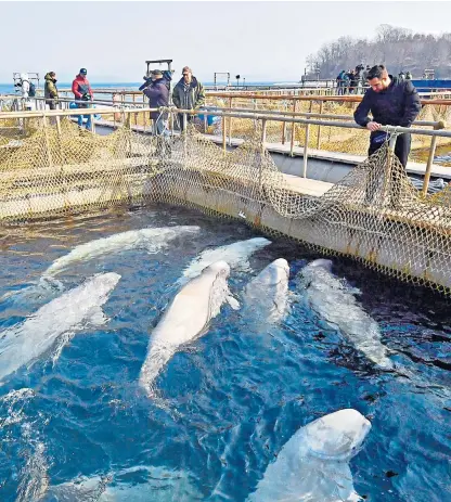  ??  ?? Beluga whales being kept in a bay in Nakhodka, Russia, were due to be sold to Chinese aquariums