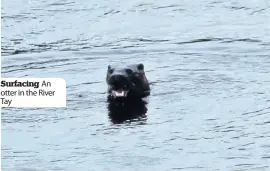  ??  ?? Surfacing An otter in the River Tay