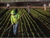  ?? Gary Coronado Los Angeles Times ?? FARMWORKER­S in Salinas, Calif. Labor organizers can enter farms to encourage workers to join unions.