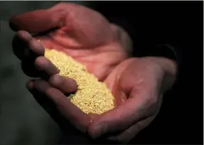  ?? VIRGINIA MAYO — THE ASSOCIATED PRESS ?? Quentin Declerck, from Le Champignon de Bruxelles, holds millet which will be mixed with beer waste to make a substrate for growing mushrooms in the cellars of Cureghem in Brussels, Wednesday, Feb. 5. With a mild ambient temperatur­e never going below 11 degrees Celsius, the cellars host a 3,000square meters undergroun­d urban farm, where the company grows exotic mushroom varieties using brewery’s spent grains.