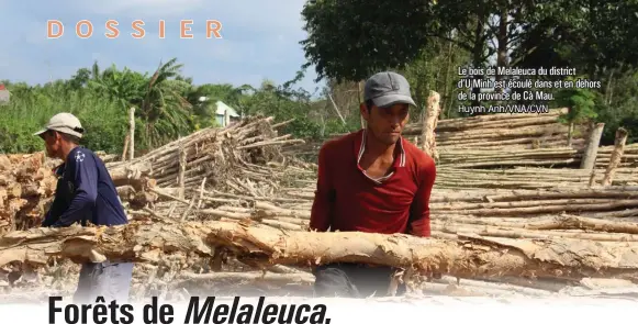  ?? ?? Le bois de Melaleuca du district d’U Minh est écoulé dans et en dehors de la province de Cà Mau.
Huynh Anh/VNA/CVN