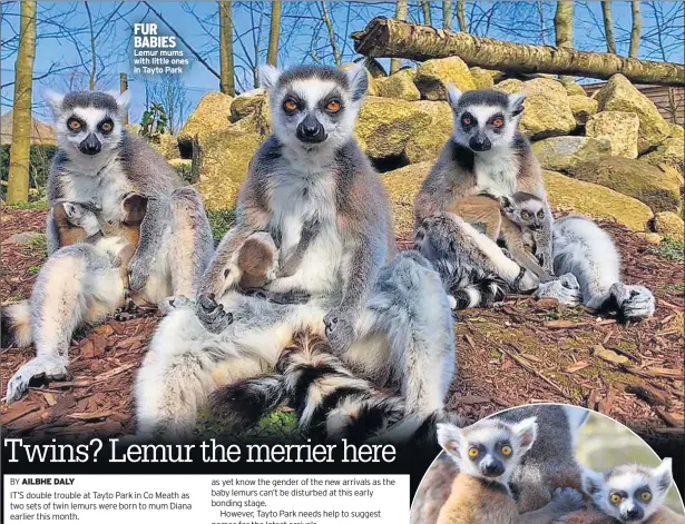  ??  ?? FUR BABIES Lemur mums with little ones in Tayto Park