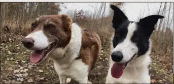  ?? (Democrat-Gazette photo illustrati­on/Celia Storey) ?? Top: Six-month-old border collies Ellie and Sarah, littermate­s born in 2014, rest in the lawn after playing hard. Bottom: In 2019, Sarah’s muzzle is gray and she tires more easily than high-energy Ellie, who remains a vivid black and white.