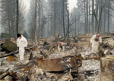  ?? AP ?? Search and rescue workers look for human remains at a trailer park burned by the Camp Fire in Paradise, California yesterday. At least 42 people have been confirmed dead as a result of the Paradise fire, and the number still missing remains unclear.