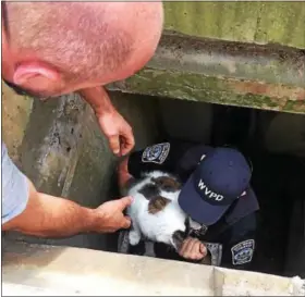  ?? SUBMITTED PHOTO ?? West Vincent police officers were assisted by Ludwig’s Corner Fire Chief Richard Hahn and township public works personnel who rescued a cat that was trapped in a storm drain.