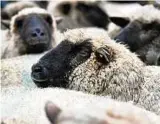  ??  ?? In der Talstraße sollen in einem Hinterhof Schafe geschlacht­et worden sein. Foto: Britta Pedersen/dpa