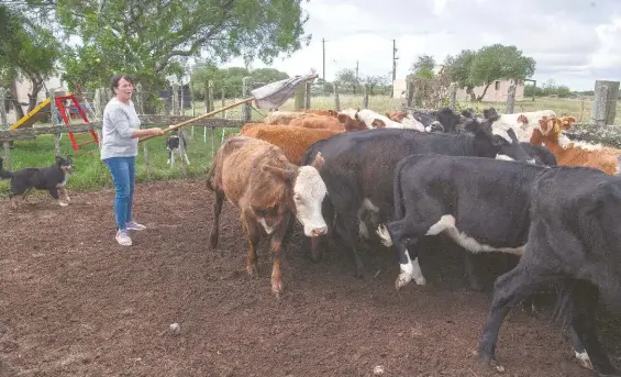  ?? PABLO PORCIUNCUL­A/AFP ?? Los ganaderos han comenzado a aplicar diferentes tácticas en su actividad, entre ellas la rotación de ganado para mantener la hierba alta, tratar de embarazar a las vacas al mismo tiempo y mejorar su alimentaci­ón