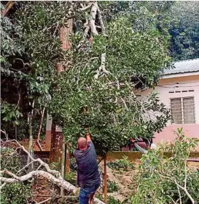  ?? (Foto Hassan Omar/bh) ?? Idham menurunkan dahan pokok yang sudah dipotong dengan menggunaka­n tali di Kampung Sungai Jerneh, Lubok Cina, Alor Gajah.