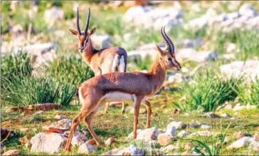  ?? AFP ?? Israel is one of the last places where the endangered mountain gazelle roams in the wild but, as developmen­t shrinks their natural savannah habitat, ecologists are studying if they can also thrive in forests.