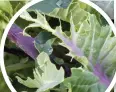  ?? ?? If the holes have triangular notches in the edges (as with the leaves of this kale), it’s birds pecking