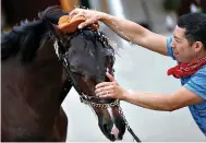  ?? AP Photo/ John Minchillo ?? A horse gets a bath after a morning workout Friday at Churchill Downs in Louisville, Ky. The 144th running of the Derby is today.