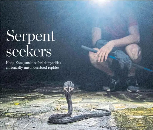  ?? LAM YIK FEI PHOTOS THE NEW YORK TIMES ?? A Chinese cobra found on the Hong Kong Snakes Safari. On nighttime hikes in Hong Kong’s lush forests, a snake catcher teaches city slickers about the reptiles.